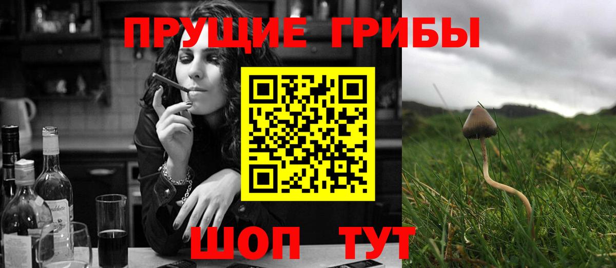 Псилоцибиновые грибы Psilocybe Сызрань